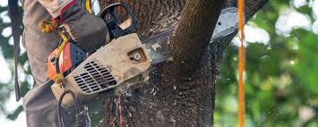 Best Arborist Consultation Services  in Slaughterville, OK