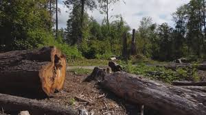 Best Hazardous Tree Removal  in Slaughterville, OK
