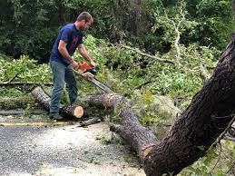 Best Palm Tree Trimming  in Slaughterville, OK