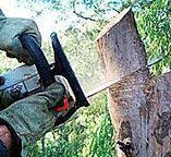 Best Tree Trimming and Pruning  in Slaughterville, OK