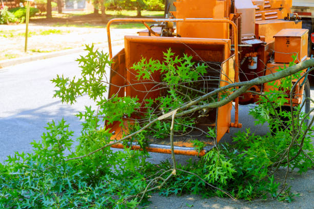 Best Storm Damage Tree Cleanup  in Slaughterville, OK