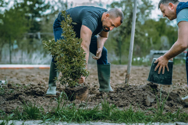 Best Root Management and Removal  in Slaughterville, OK
