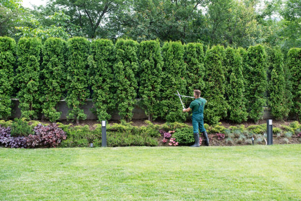 Professional Tree Services in Slaughterville, OK