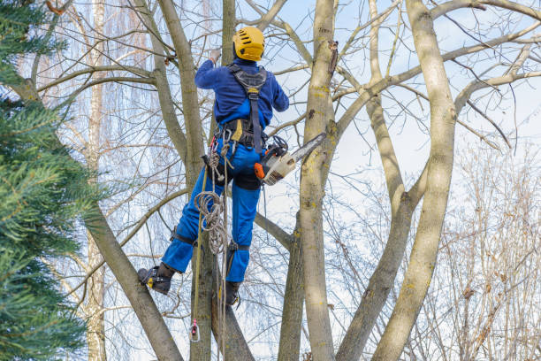 Best Mulching Services  in Slaughterville, OK