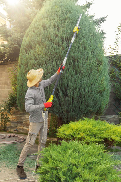 Best Tree Maintenance Programs  in Slaughterville, OK