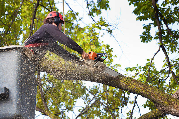 How Our Tree Care Process Works  in  Slaughterville, OK